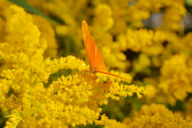 Cтоковое фото Джулия бабочка (Dryas iulia)