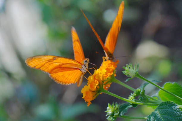 Julia motyl (Dryas iulia) – zdjęcie