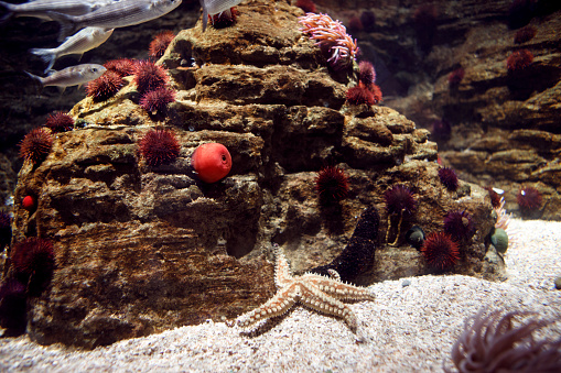 istock Starfish in huge aquarium 843603810