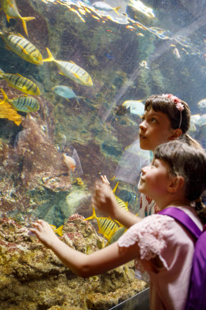 istock Kids looking at fish in a big aquarium 843604032