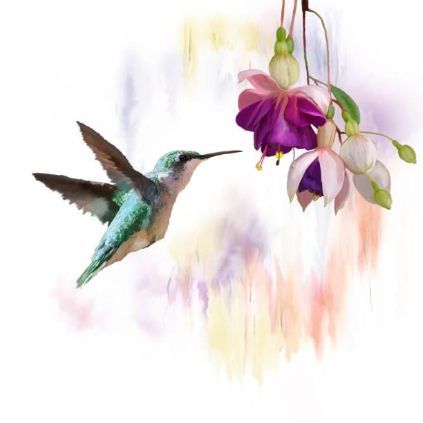 Hummingbird and flowers watercolor stock photo