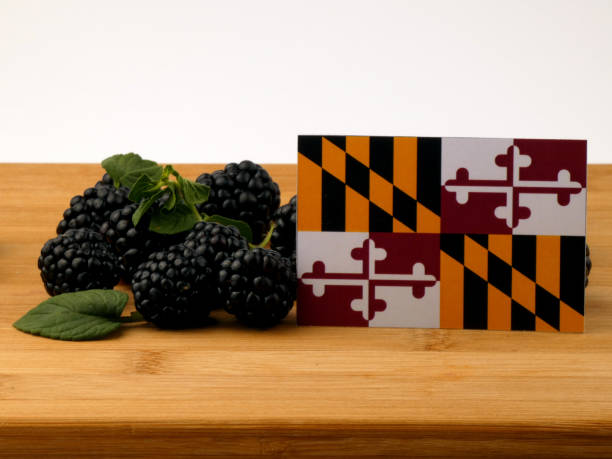 Maryland flag on a wooden panel with blackberries isolated on a white background