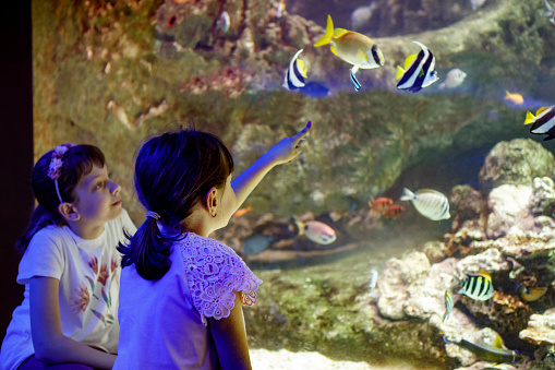 Kids looking at fish in a big aquarium