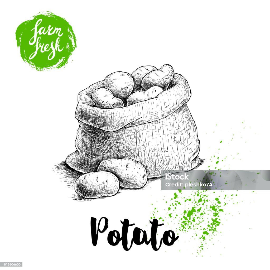 Hand drawn sketch style illustration of ripe potatoes in burlap bag. Farm fresh vector illustration poster. Hand drawn sketch style illustration of ripe potatoes in burlap bag. Farm fresh vector illustration poster. EPS10 + JPEG preview. Prepared Potato stock vector