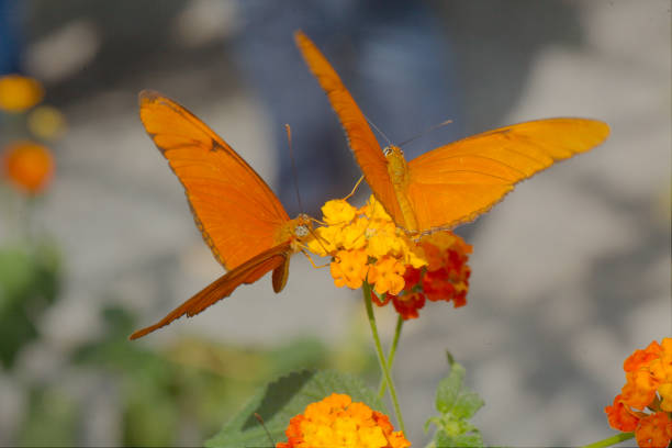 Cтоковое фото Джулия бабочка (Dryas iulia)