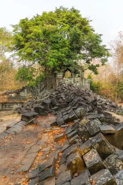 A tree grows out of the temple ruins at Beng Mealea near Siem Reap, Cambodia