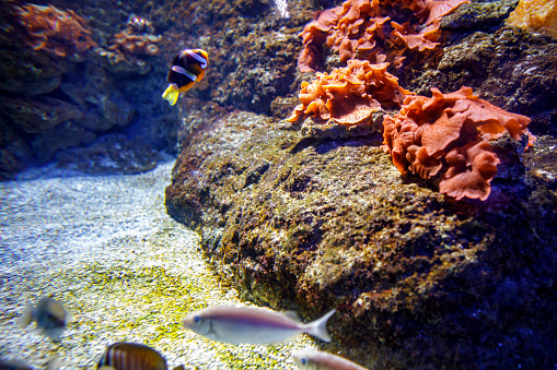 istock Aquarium with saltwater fish 843607480
