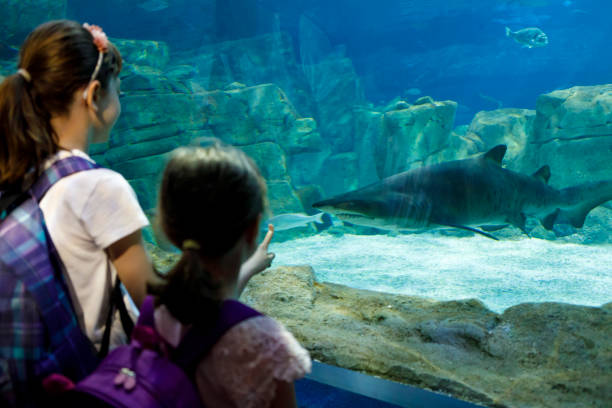 istock Kids looking at fish in a big aquarium 843607850