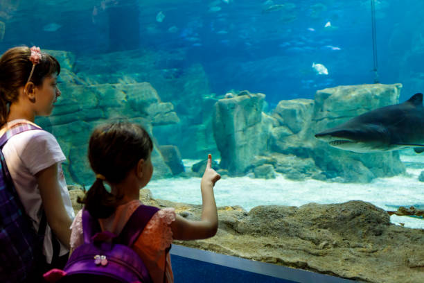 dzieci patrzące na ryby w dużym akwarium - discovery elementary school field trip zoo zdjęcia i obrazy z banku zdjęć