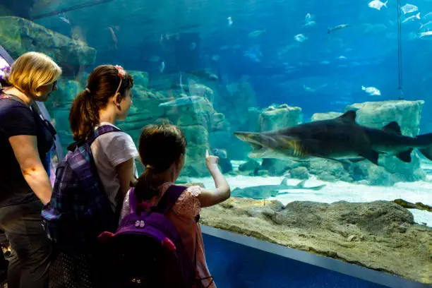 Photo of Tourists exploring sea life in aquarium