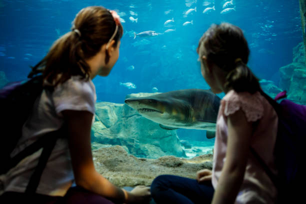 enfants qui cherchent à poisson dans un grand aquarium - descriptive color elementary student water blue photos et images de collection