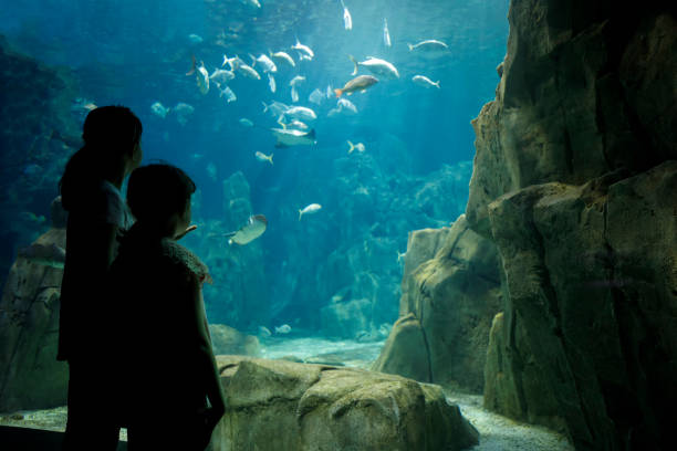 Kids looking at fish in a big aquarium