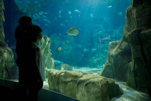 istock Kids looking at fish in a big aquarium 843610752