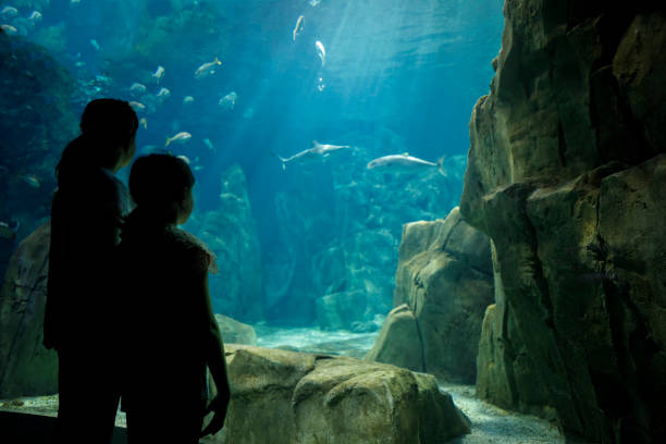 istock Kids looking at fish in a big aquarium 843610780