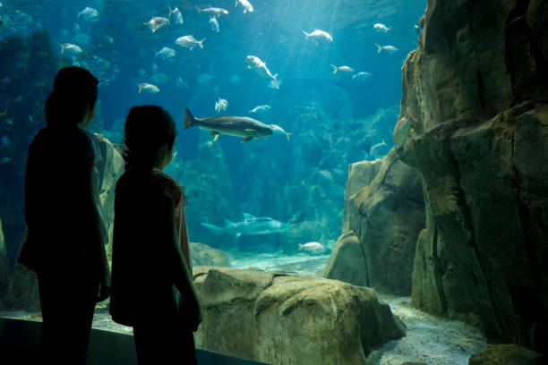 istock Kids looking at fish in a big aquarium 843610998