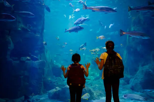 Kids looking at fish in a big aquarium
