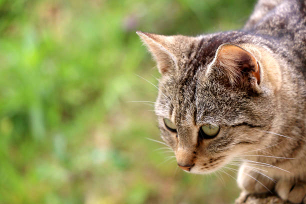 istock Cat In The Garden 843611142