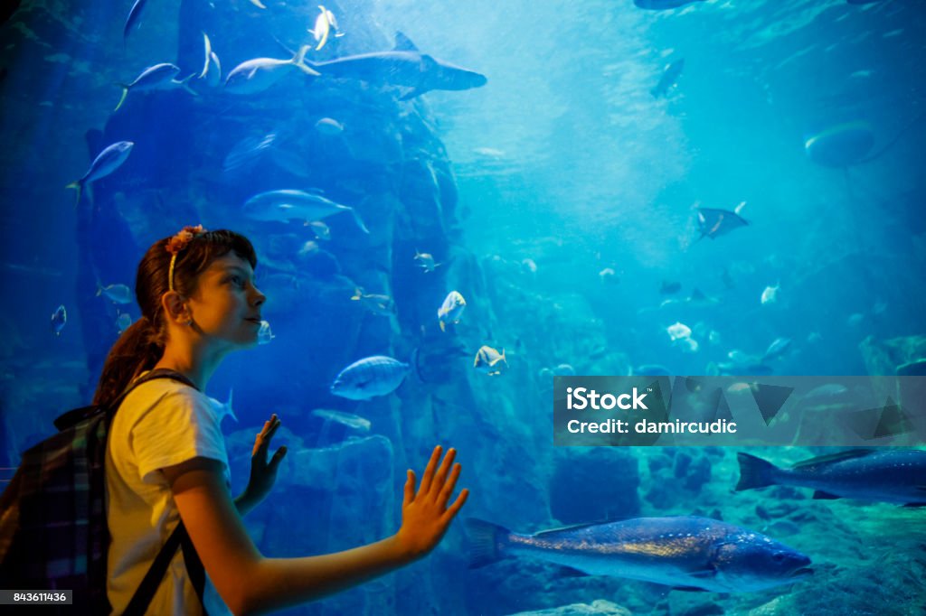 Cute little girl looking at undersea life in a big aquarium Aquarium Stock Photo