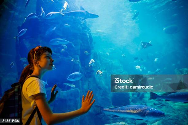 Cute Little Girl Looking At Undersea Life In A Big Aquarium Stock Photo - Download Image Now