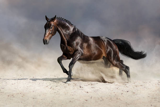 istock Horse run in deset 843611648