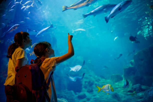 enfants qui cherchent à poisson dans un grand aquarium - descriptive color elementary student water blue photos et images de collection