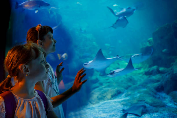 crianças a olhar para o peixe em um aquário grande - think tank fotos - fotografias e filmes do acervo