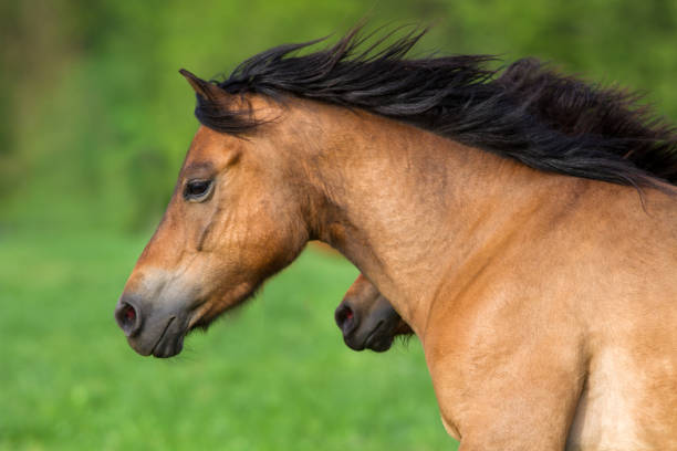 istock Horse portrait in motion 843611880