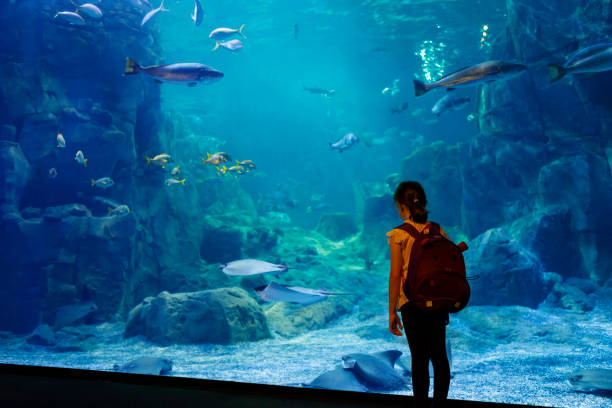 mignonne petite fille en regardant la vie sous-marine dans un grand aquarium - descriptive color elementary student water blue photos et images de collection