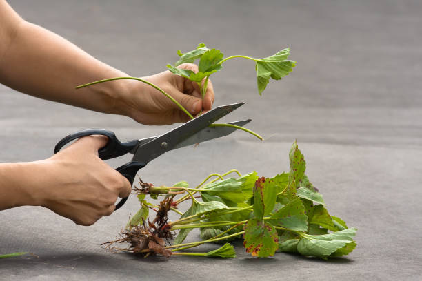 istock hands prepared strawberry seedling for planting 843612096