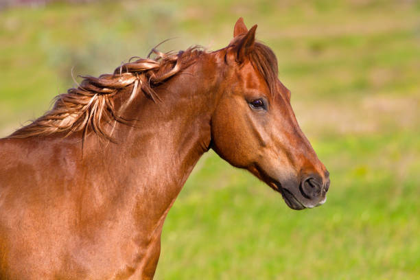 istock Horse portrait outdoor 843612368