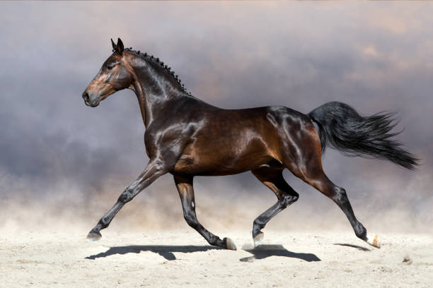 istock Horse run in deset 843612414