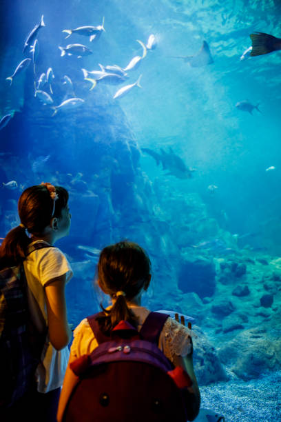 dzieci patrzące na ryby w dużym akwarium - discovery elementary school field trip zoo zdjęcia i obrazy z banku zdjęć