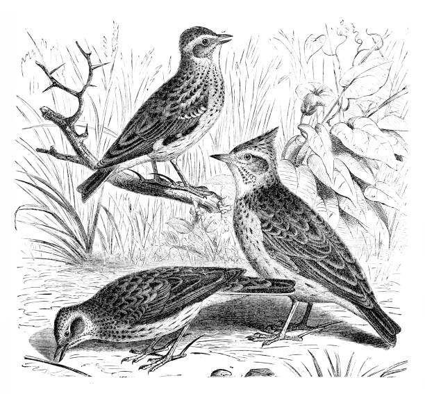 Skylark ,woodlark ,crested lark Illustration of a Skylark ,woodlark ,crested lark alauda stock illustrations
