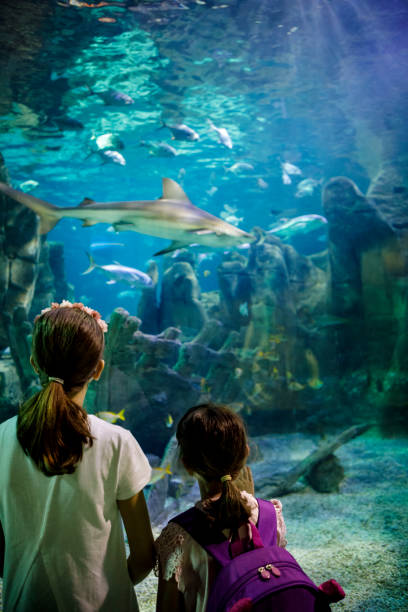 istock Children watching  shark in fantasy underwater aquarium 843617822