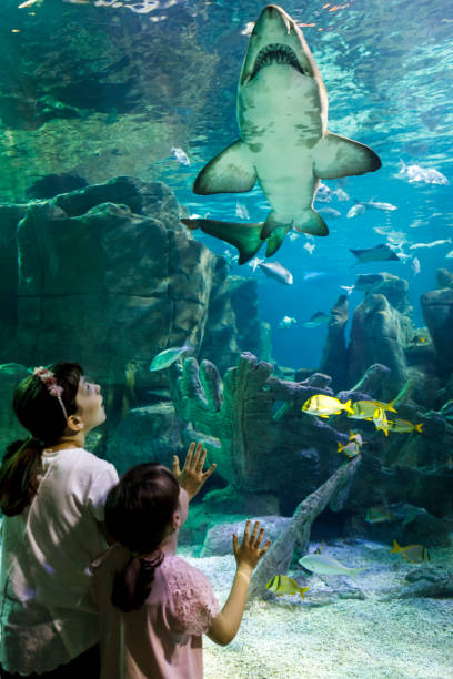 crianças vendo tubarão gigante no aquário subaquático de fantasia - think tank fotos - fotografias e filmes do acervo