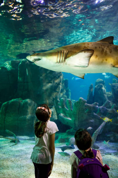 crianças vendo tubarão gigante no aquário subaquático de fantasia - think tank fotos - fotografias e filmes do acervo