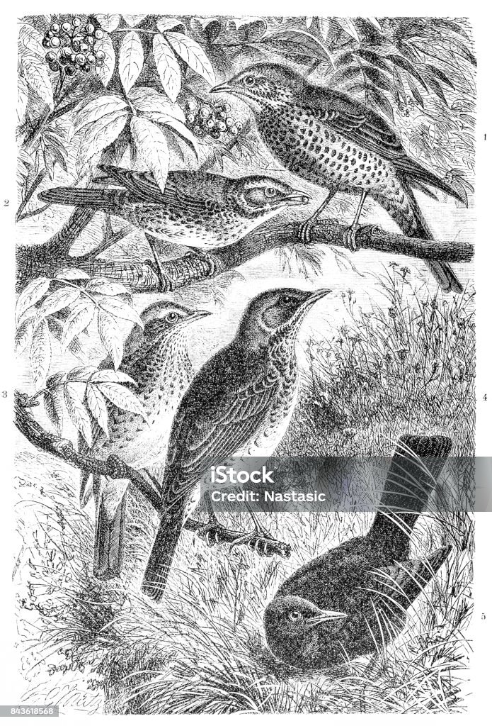 Mistle thrush, Turdus viscivorus, redwing, Turdus iliacus, song thrush, Turdus philomelos, fieldfare, Turdus pilaris, blackbird - Royalty-free Animal Ilustração de stock