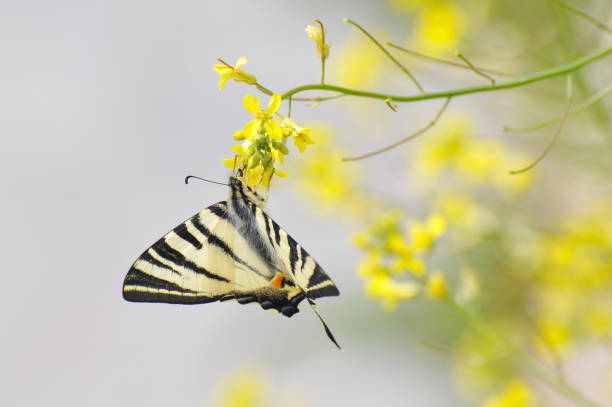 istock Iphiclides podalirius, Scarce swallowtail butterfly on wildflowers. 843618710