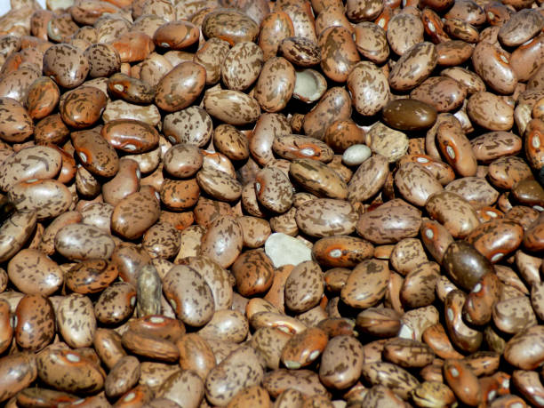 istock bunch of brown beans, edible as a background 843618778