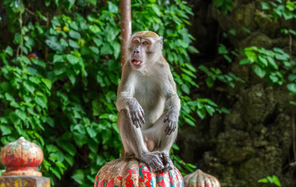 istock Monkey sits atop the stairs at the Batu Caves 843619178