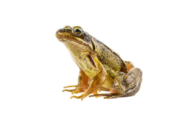 istock Common brown frog sitting upright preparing to leap 843622666