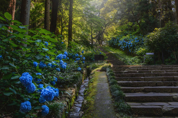 istock The hydrangea which blooms in the shade of a tree 843622992