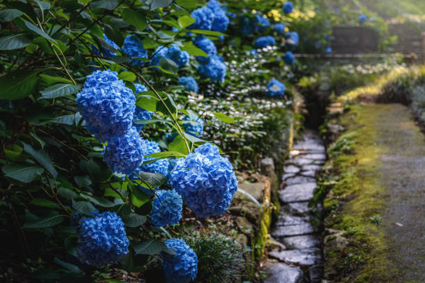 istock The hydrangea which blooms in the shade of a tree 843623124