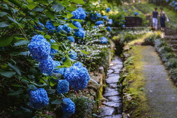 istock The hydrangea which blooms in the shade of a tree 843623182
