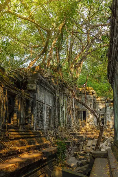 Beng Mealea temple ruins covered in trees and roots in the jungle near Siem Reap, Cambodia.
