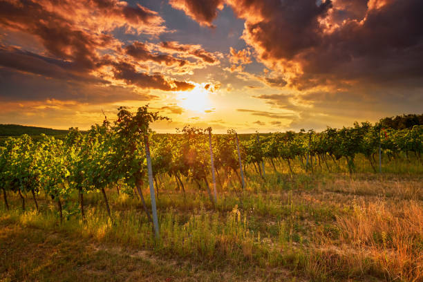 istock Evening view of the vineyards 843630608