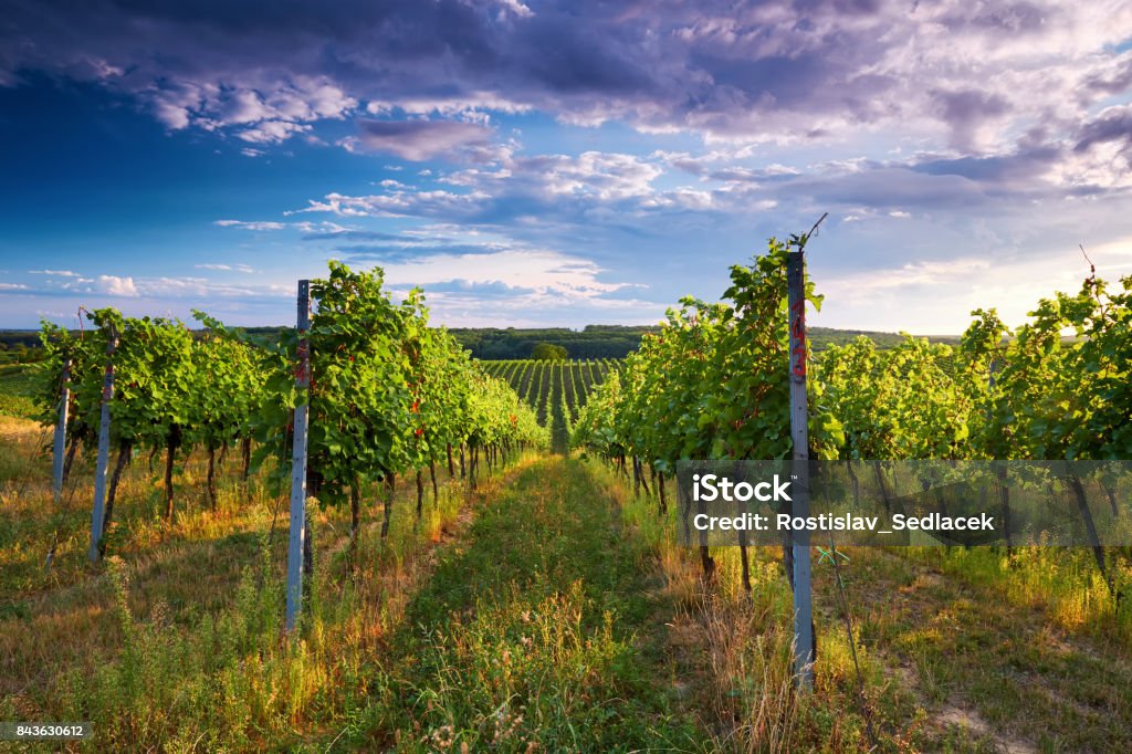 Rows of vineyards in summer Vineyard with rows of grapes and vines Vineyard Stock Photo