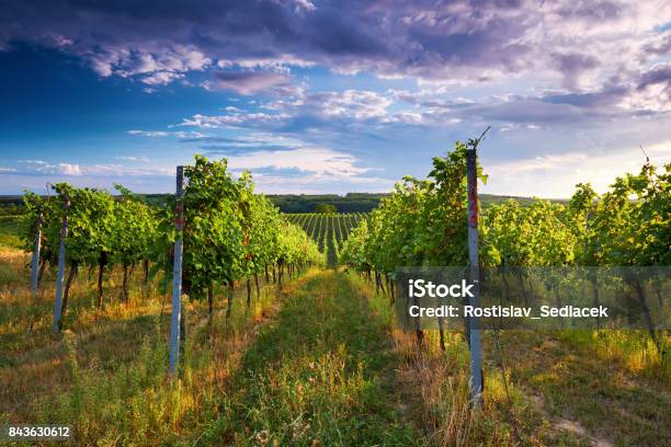 Rows Of Vineyards In Summer Stock Photo - Download Image Now - Vineyard, Bordeaux, In A Row