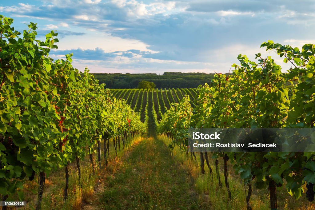 Rangées de vignes en été - Photo de Vignoble libre de droits