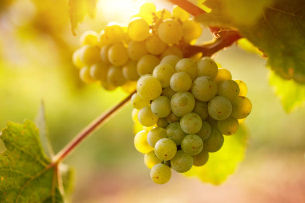 istock Vineyards at sunset in autumn 843630672